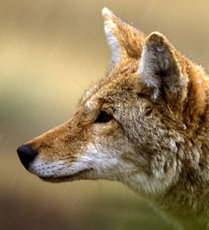 Coyote